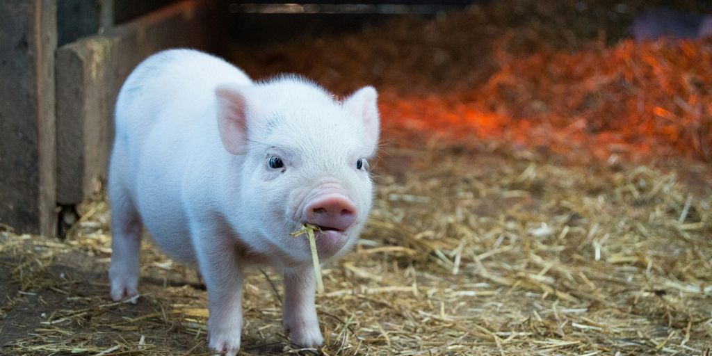 white piglet chewing hay